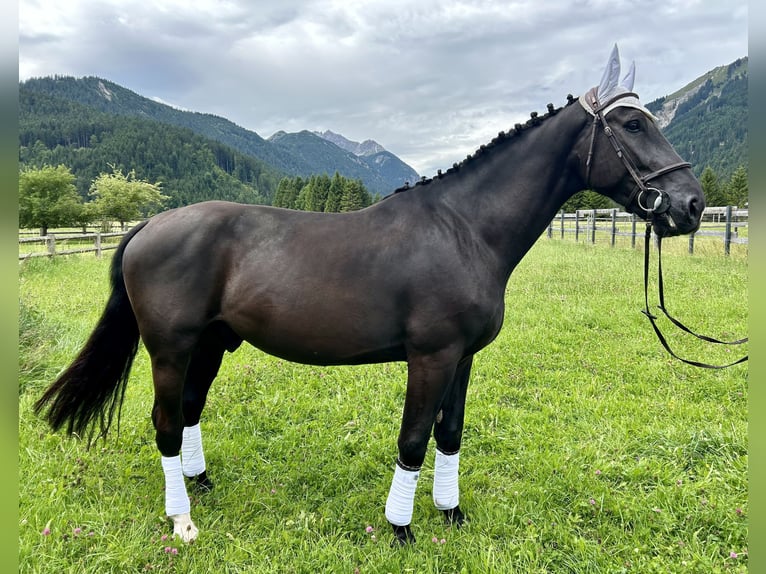 Polnisches Warmblut Wallach 5 Jahre 166 cm Rappe in Nesselw&#xE4;ngle
