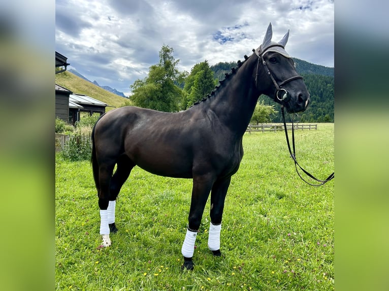 Polnisches Warmblut Wallach 5 Jahre 166 cm Rappe in Nesselw&#xE4;ngle