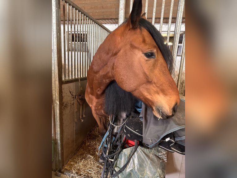 Polnisches Warmblut Wallach 5 Jahre 167 cm Brauner in Hof