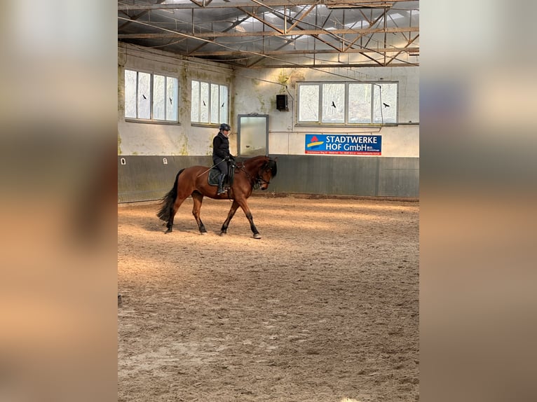 Polnisches Warmblut Wallach 5 Jahre 167 cm Brauner in Hof