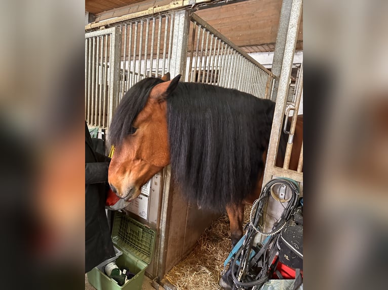 Polnisches Warmblut Wallach 5 Jahre 167 cm Brauner in Hof