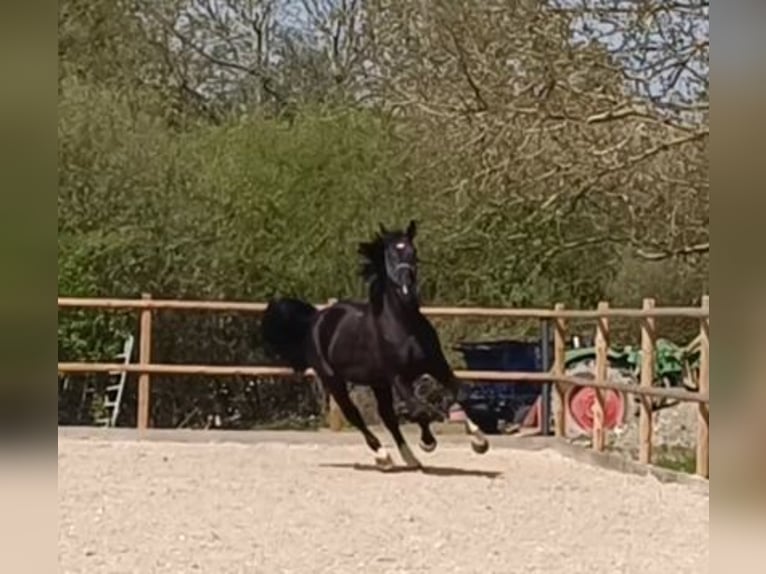 Polnisches Warmblut Wallach 5 Jahre 170 cm Rappe in Titisee-Neustadt