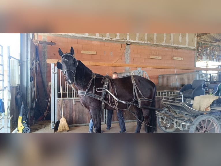 Polnisches Warmblut Wallach 5 Jahre 170 cm Rappe in Titisee-Neustadt