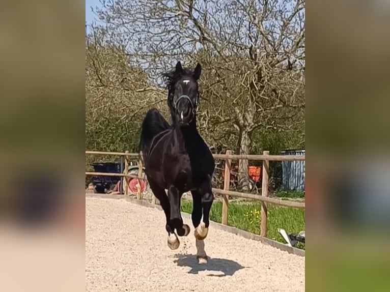 Polnisches Warmblut Wallach 5 Jahre 170 cm Rappe in Titisee-Neustadt