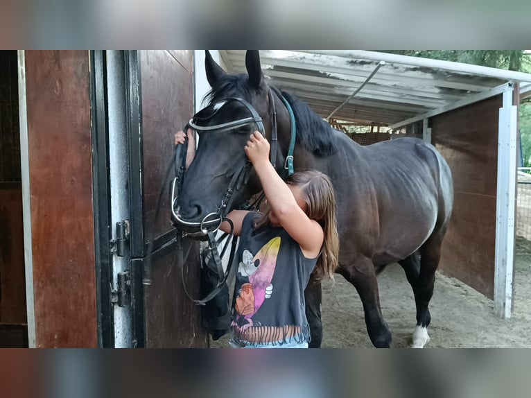 Polnisches Warmblut Wallach 5 Jahre 170 cm Rappe in Titisee-Neustadt