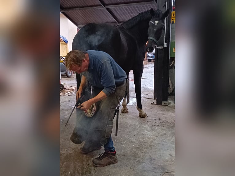 Polnisches Warmblut Wallach 5 Jahre 170 cm Rappe in Titisee-Neustadt