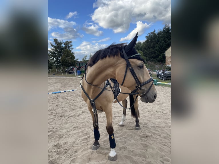 Polnisches Warmblut Wallach 5 Jahre 173 cm Buckskin in Planebruch