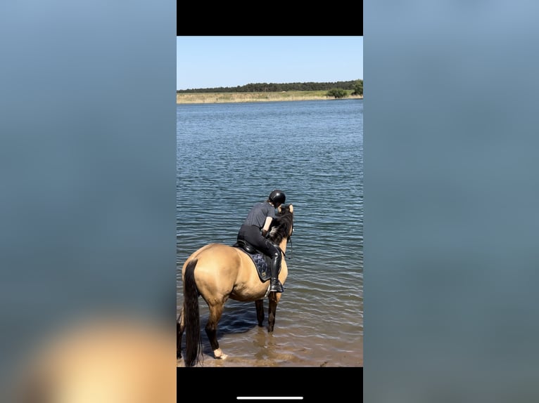 Polnisches Warmblut Wallach 5 Jahre 173 cm Buckskin in Planebruch