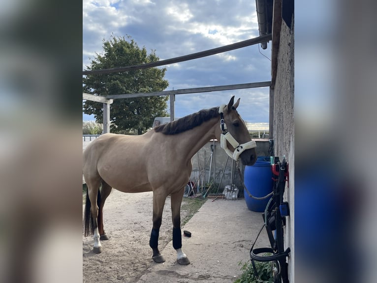 Polnisches Warmblut Wallach 5 Jahre 173 cm Buckskin in Planebruch