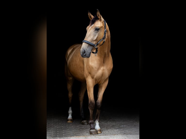 Polnisches Warmblut Wallach 5 Jahre 173 cm Buckskin in Planebruch