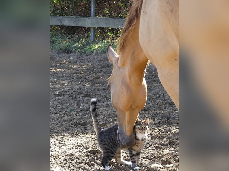 Polnisches Warmblut Wallach 5 Jahre 173 cm Buckskin in Planebruch