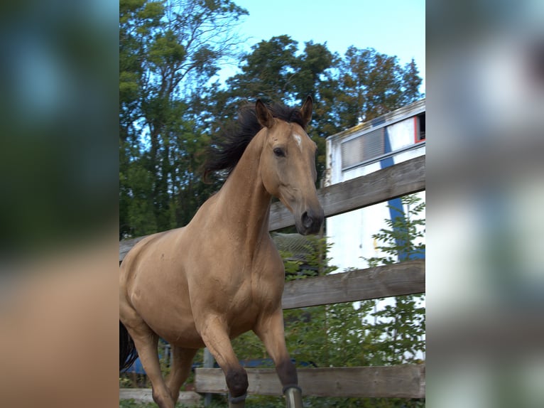 Polnisches Warmblut Wallach 5 Jahre 173 cm Buckskin in Planebruch