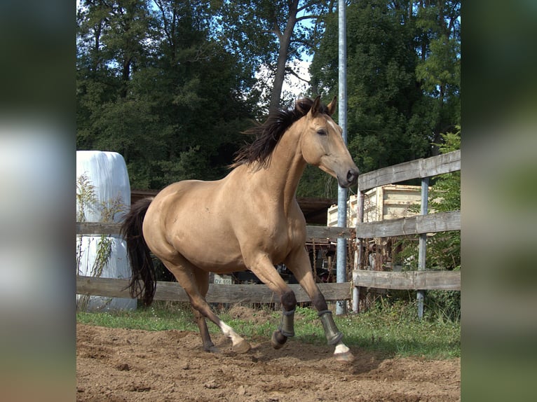 Polnisches Warmblut Wallach 5 Jahre 173 cm Buckskin in Planebruch