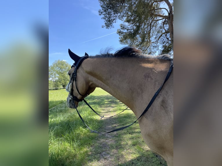 Polnisches Warmblut Wallach 5 Jahre 173 cm Buckskin in Planebruch