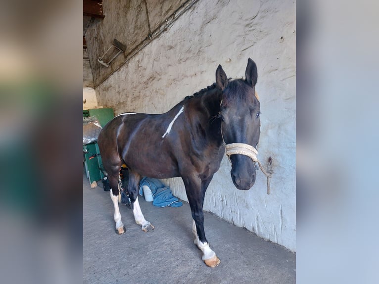 Polnisches Warmblut Mix Wallach 5 Jahre 174 cm Schecke in Atzendorf