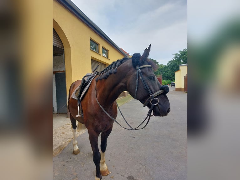 Polnisches Warmblut Mix Wallach 5 Jahre 174 cm Schecke in Atzendorf