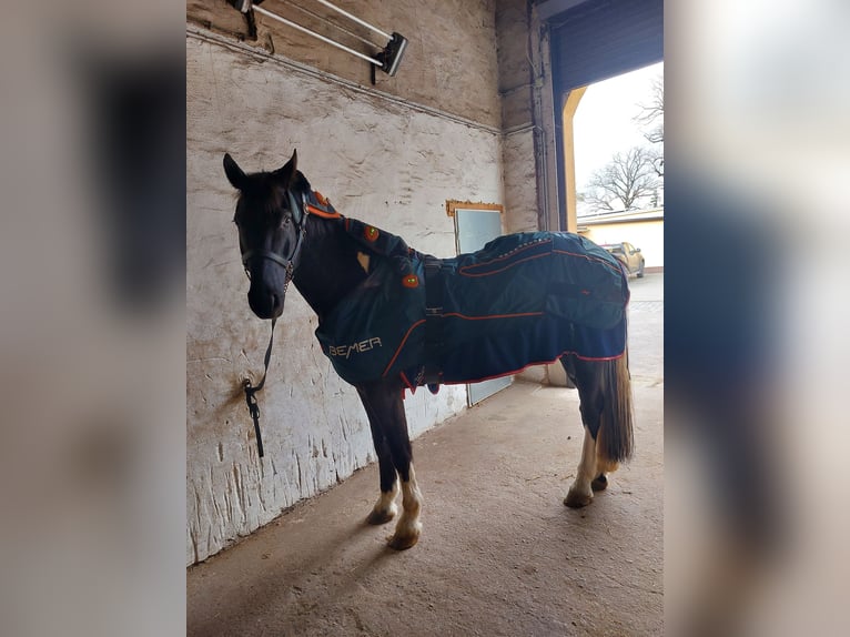 Polnisches Warmblut Mix Wallach 5 Jahre 174 cm Schecke in Atzendorf