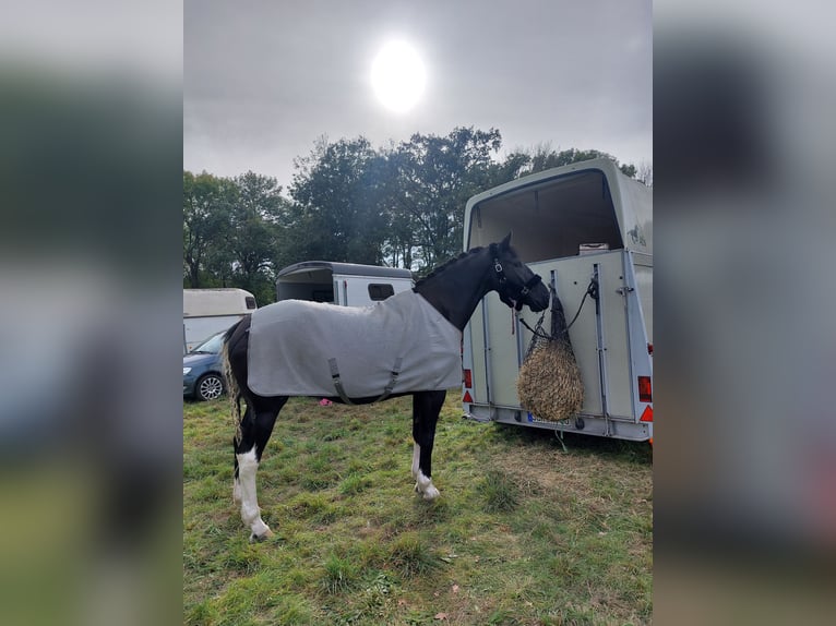 Polnisches Warmblut Mix Wallach 5 Jahre 174 cm Schecke in Atzendorf