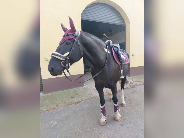 Polnisches Warmblut Mix Wallach 5 Jahre 174 cm Schecke in Atzendorf