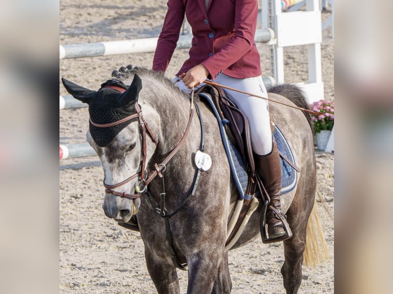 Polnisches Warmblut Wallach 6 Jahre 147 cm Apfelschimmel in Wachtberg