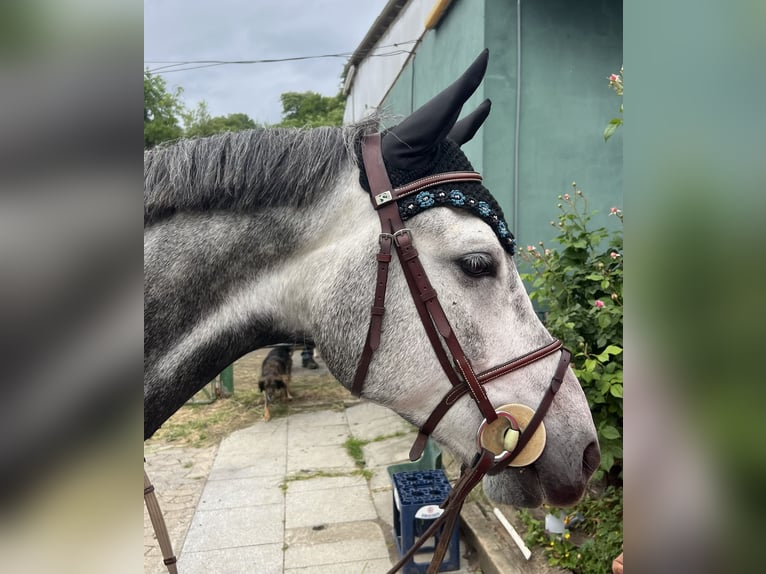 Polnisches Warmblut Wallach 6 Jahre 147 cm Apfelschimmel in Wachtberg