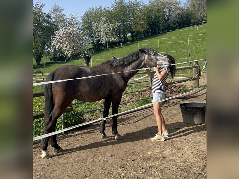 Polnisches Warmblut Wallach 6 Jahre 147 cm Apfelschimmel in Wachtberg