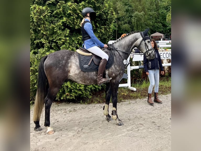 Polnisches Warmblut Wallach 6 Jahre 147 cm Apfelschimmel in Wachtberg