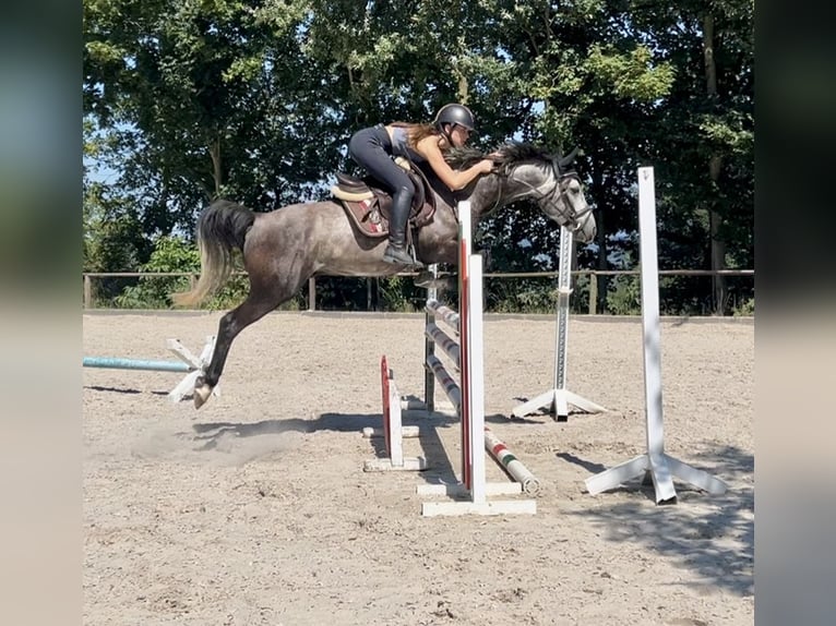 Polnisches Warmblut Wallach 6 Jahre 147 cm Apfelschimmel in Wachtberg