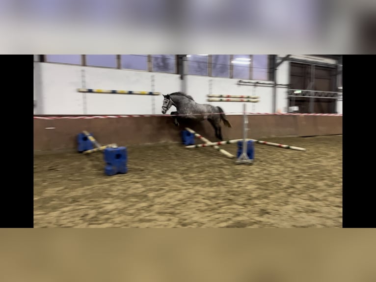 Polnisches Warmblut Wallach 6 Jahre 154 cm Blauschimmel in Bergkamen