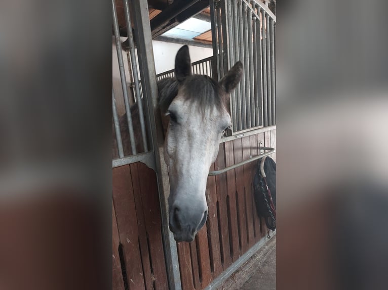 Polnisches Warmblut Wallach 6 Jahre 154 cm Blauschimmel in Bergkamen