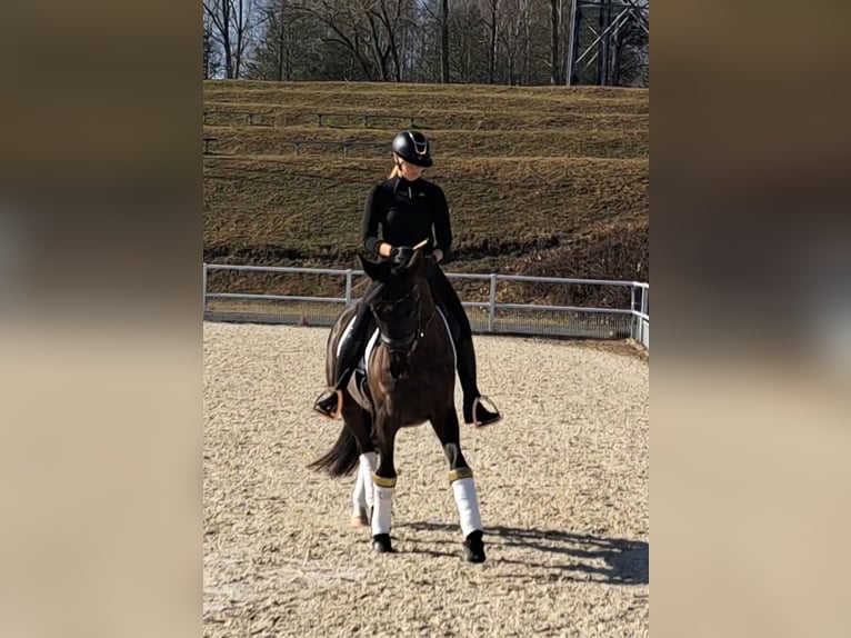 Polnisches Warmblut Wallach 6 Jahre 160 cm Rappe in Forst