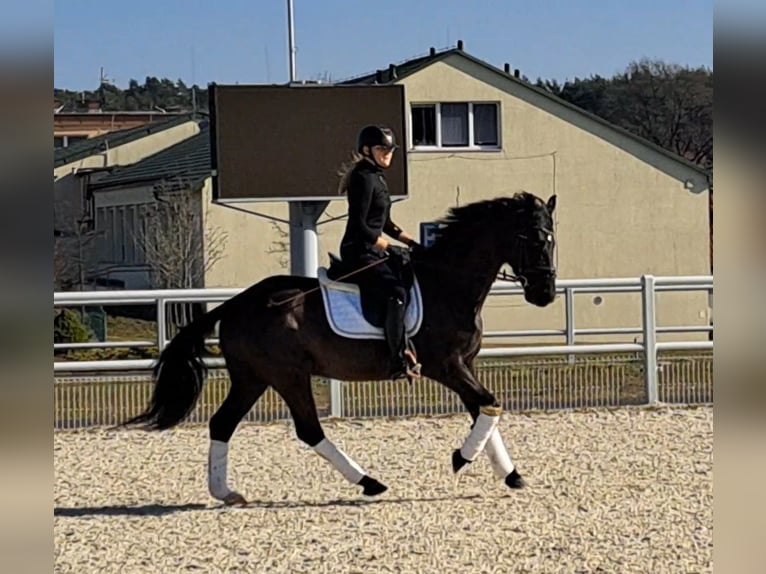 Polnisches Warmblut Wallach 6 Jahre 160 cm Rappe in Forst