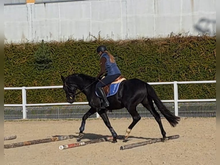 Polnisches Warmblut Wallach 6 Jahre 160 cm Rappe in Forst