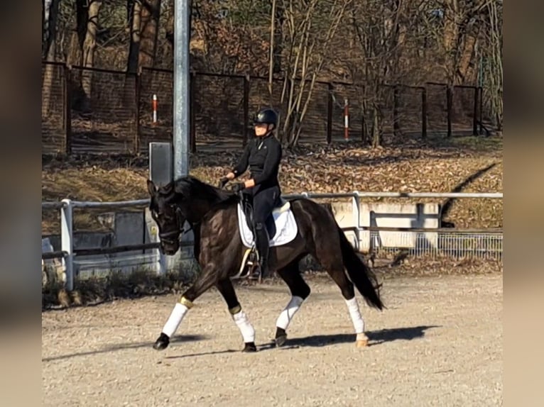 Polnisches Warmblut Wallach 6 Jahre 160 cm Rappe in Forst