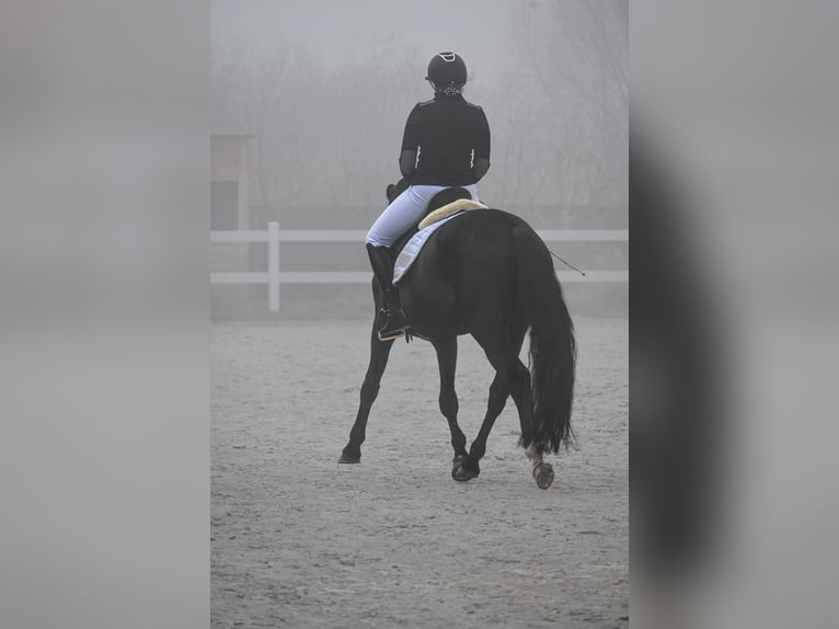 Polnisches Warmblut Wallach 6 Jahre 160 cm Rappe in Forst