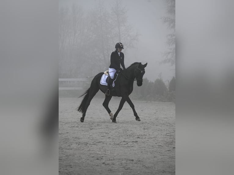 Polnisches Warmblut Wallach 6 Jahre 160 cm Rappe in Forst