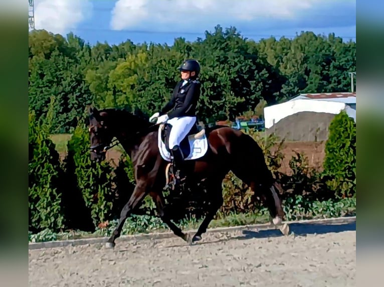 Polnisches Warmblut Wallach 6 Jahre 160 cm Schwarzbrauner in Forst