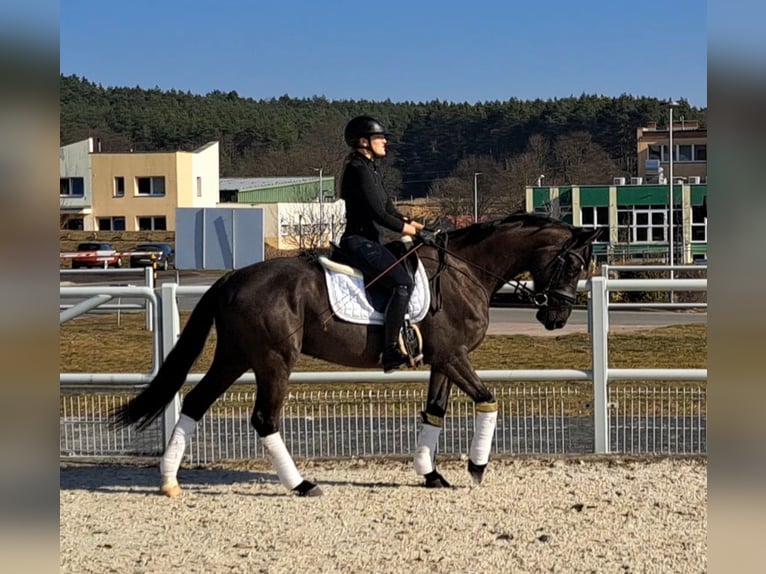 Polnisches Warmblut Wallach 6 Jahre 160 cm Schwarzbrauner in Forst