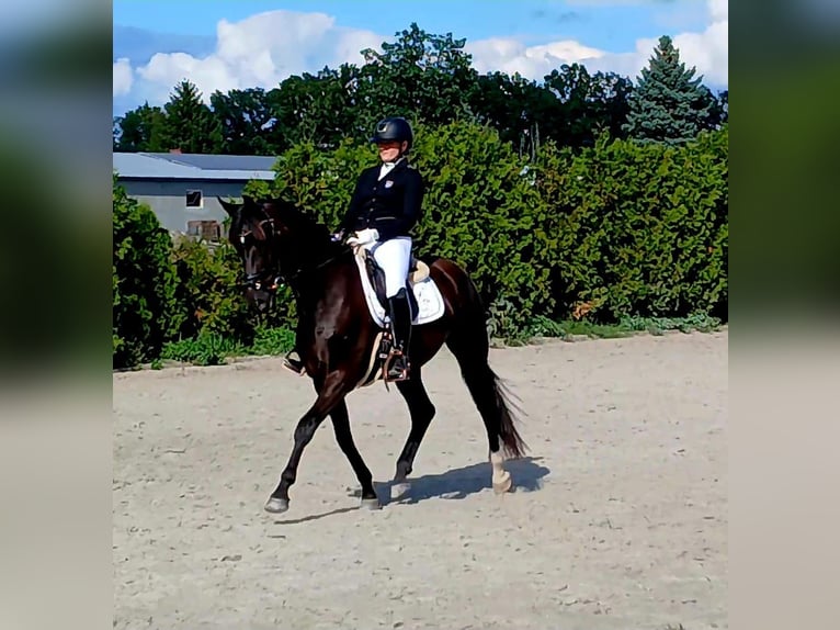 Polnisches Warmblut Wallach 6 Jahre 160 cm Schwarzbrauner in Forst