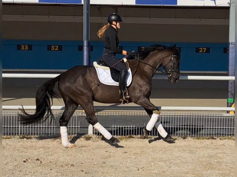 Polnisches Warmblut Wallach 6 Jahre 160 cm Schwarzbrauner in Forst