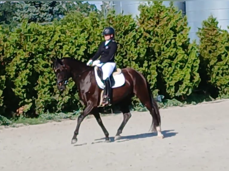 Polnisches Warmblut Wallach 6 Jahre 160 cm Schwarzbrauner in Forst