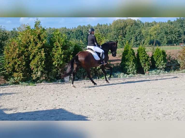 Polnisches Warmblut Wallach 6 Jahre 160 cm Schwarzbrauner in Forst