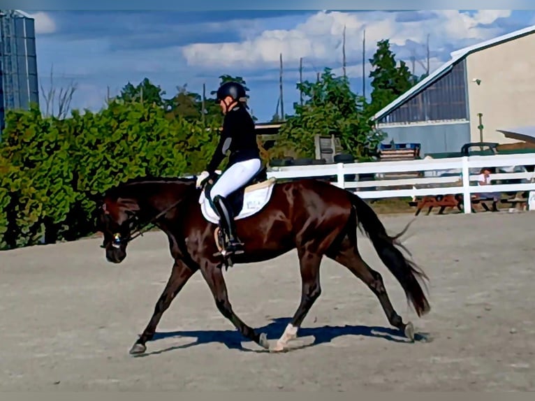 Polnisches Warmblut Wallach 6 Jahre 160 cm Schwarzbrauner in Forst