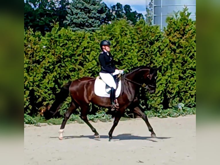 Polnisches Warmblut Wallach 6 Jahre 160 cm Schwarzbrauner in Forst