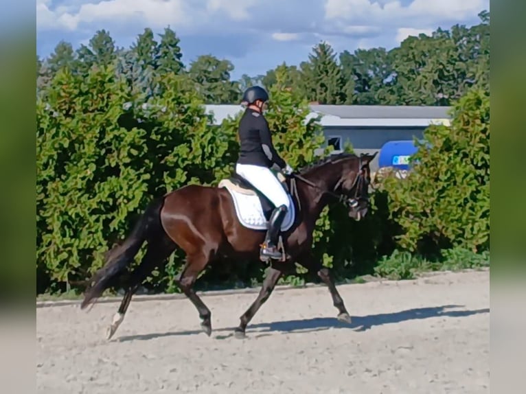 Polnisches Warmblut Wallach 6 Jahre 160 cm Schwarzbrauner in Forst