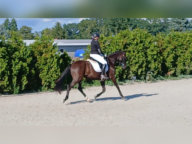 Polnisches Warmblut Wallach 6 Jahre 160 cm Schwarzbrauner in Forst