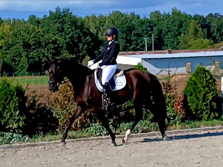 Polnisches Warmblut Wallach 6 Jahre 160 cm Schwarzbrauner in Forst