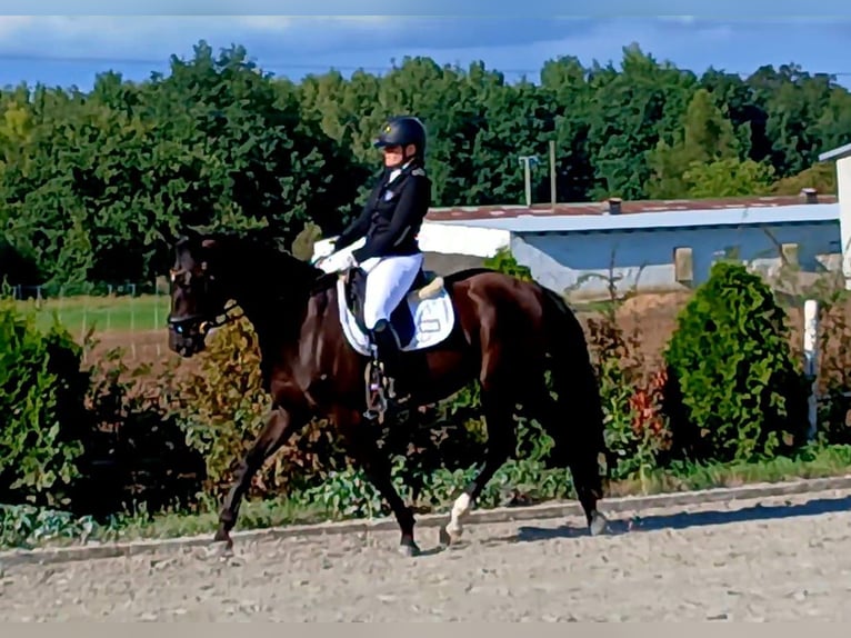 Polnisches Warmblut Wallach 6 Jahre 160 cm Schwarzbrauner in Forst