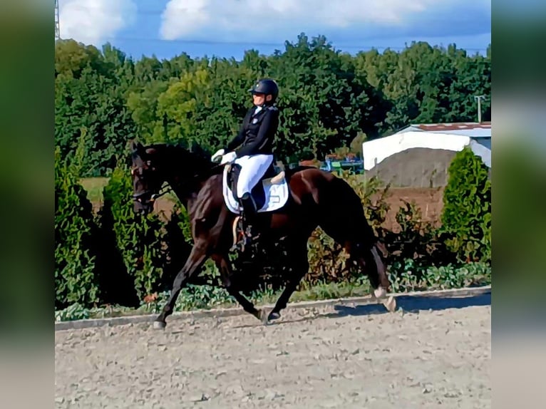 Polnisches Warmblut Wallach 6 Jahre 160 cm Schwarzbrauner in Forst