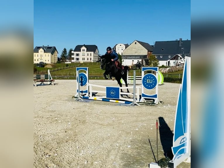 Polnisches Warmblut Wallach 6 Jahre 161 cm Rappe in Zwönitz